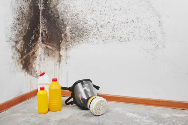 Best Mold Remediation  in Grand Marais, MN