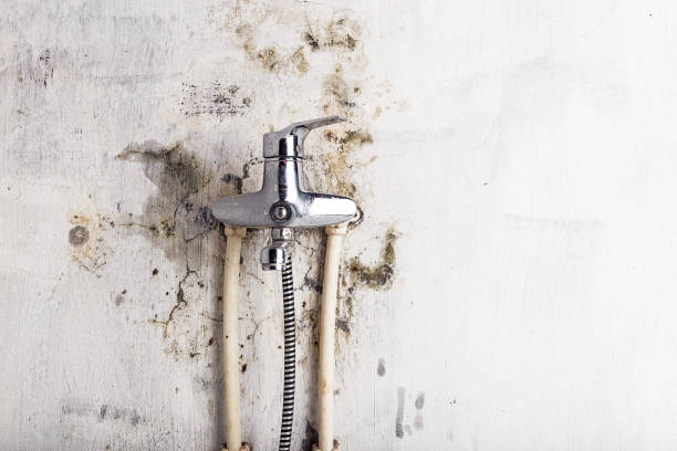 Best Professional Mold Removal  in Grand Marais, MN