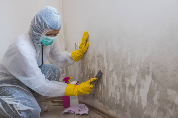 Best Attic Mold Removal  in Grand Marais, MN