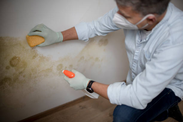 Best Fast Mold Removal  in Grand Marais, MN