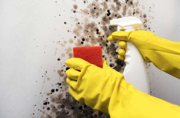 Best Mold Damage Repair  in Grand Marais, MN