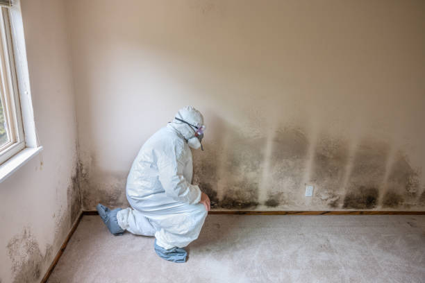 Mold Testing and Removal in Grand Marais, MN