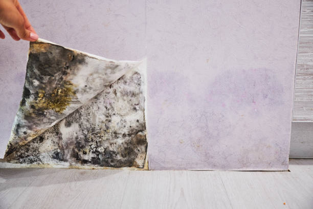 Professional Mold Removal in Grand Marais, MN